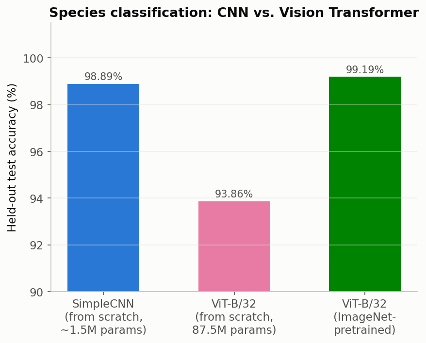 Species classification: CNN vs. Vision Transformer